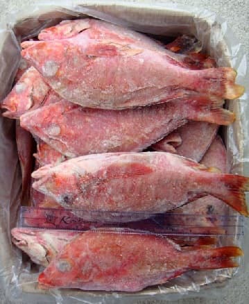 frozen red seabream fish For Sale